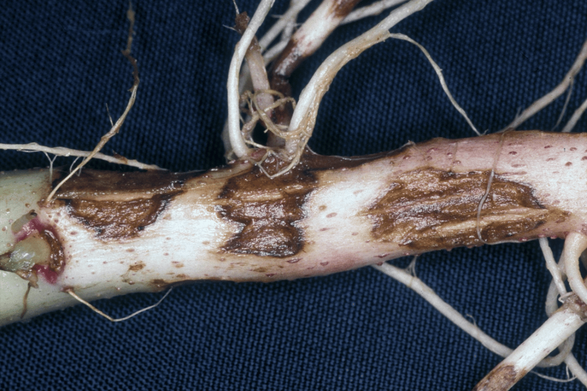 Potato black scurf.png